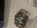 Spur Thighed : Male approx 7 years old (Dutch)